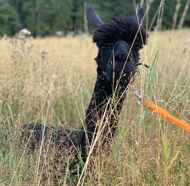 A fluffy black alpaca with an orange leash peeking through tall grass in a sunny meadow.