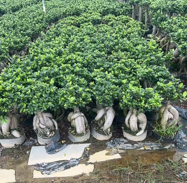 Ficus microcarpa bonsai growing at our Fujian wholesale nursery