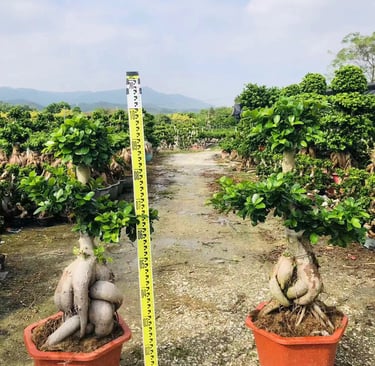 Wholesale ficus bonsai trees ready for export - China supplier