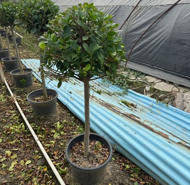 China ficus bonsai nursery Shaxi Town Zhangzhou Fujian