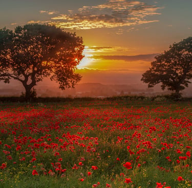 Coucher de soleil sur un champ de coquelicots, invitation à la détente et au bien-être avec AB Sophr