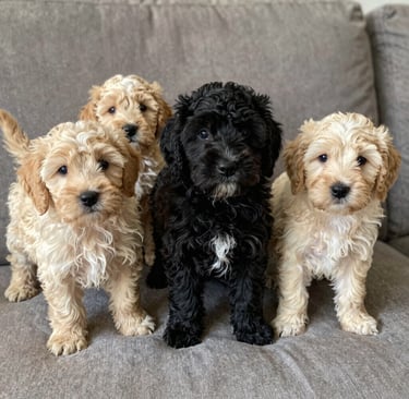Six adorable Goldendoodle puppies in black and apricot coats sitting on a grey sofa.