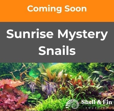 Sunrise Ivory Mystery Snail with signature racing stripe pattern - Shell & Fin