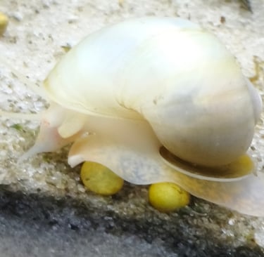 Coral Foot Ivory Snail with high-saturation electric coral foot - Shell & Fin
