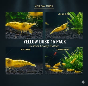 Yellow Dusk 15-pack colony starter showing neon breeder group.