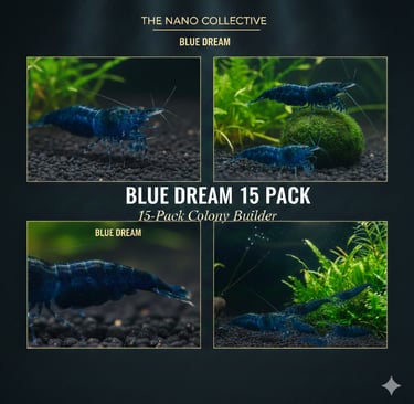 Blue Dream 15-pack colony starter showing high-density breeding group.