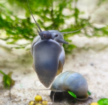 Sky Blue Mystery Snail with light blue shell and foot - Shell & Fin