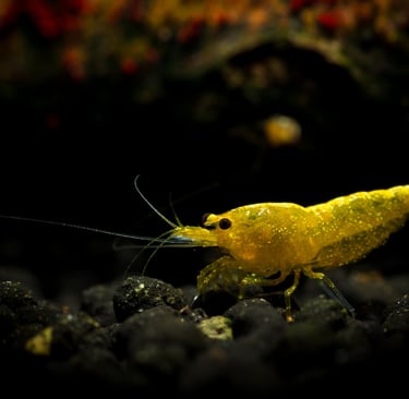 Yellow Dusk Ornamental Shrimp on dark substrate - Shell & Fin Collection