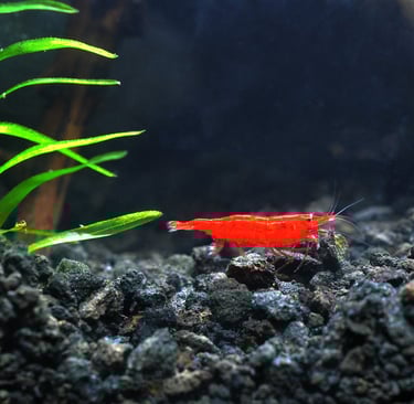 Bloody Mary cherry shrimp with vivid deep-tissue red coloration.