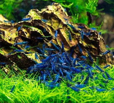Blue Dream cherry shrimp with deep velvet blue saturation.