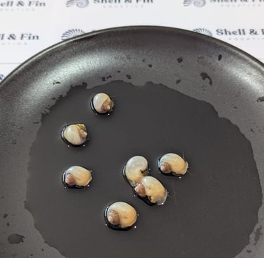 Sunset Ivory Mystery Snails bred for deep orange-gold saturation - Shell & Fin