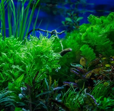 Planted aquarium showcasing healthy Shell & Fin boutique livestock