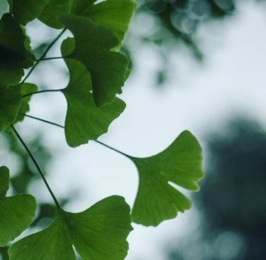 프랑스 디자인 하우스 리에거 Liaigre