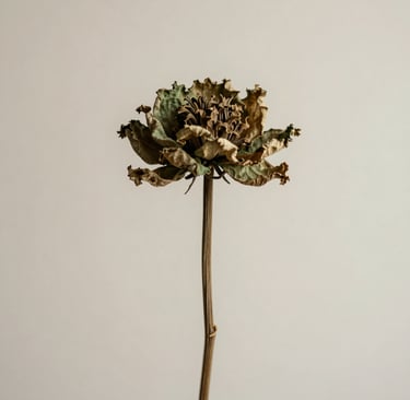A minimalist, artistic photograph of a single dried flower stalk against a soft off-white background. The lighting is gentle and diffused, casting soft shadows. The color palette includes muted olive green and warm sandy taupe, evoking a serene and sophisticated mood.