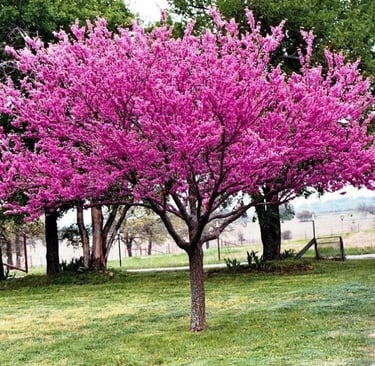 Redbud tree Cercis canadensis