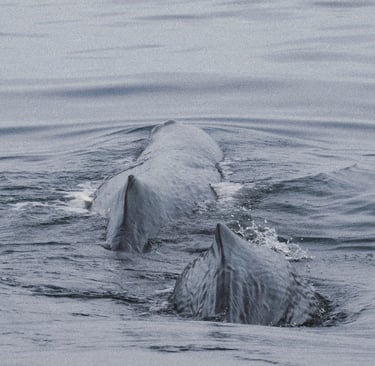 Two large sperm whales surfacing in the dark grey ocean water.