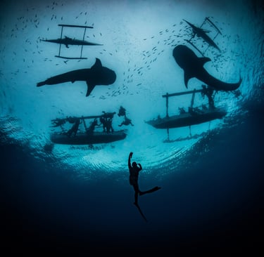 whale shark silhouette with divers by adam beard