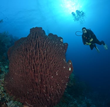 diver on reef in tubbataha philippines