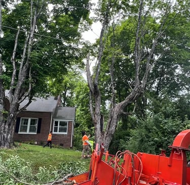 emercency tree removal