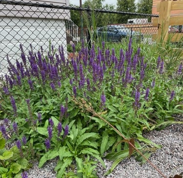 a southside Chicago garden with purple flowers