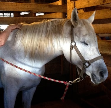 Relaxed Arabian horse with her eyes closed during a session with Danna Antoine, Equine Bodyworker. 