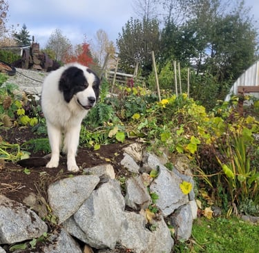 picture of a large dog standing on a rock wall with plants all around
