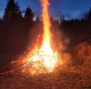 blackberry cuttings in a large fire