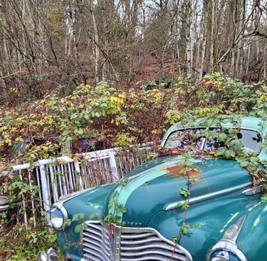 Blackberry Bushes in a yard