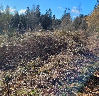 picture of a field taken over by blackberry bushes