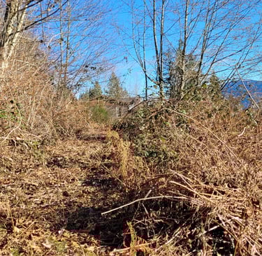 picture of a grass path over grown with blackberry bushes and other plants