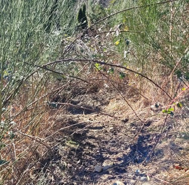 picture of a foot path taken over by blackberry bushes and other brush