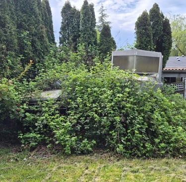 blackberry bushes with the top of a boat sticking out the top.Also a truck hidden in them but only the hood is visible
