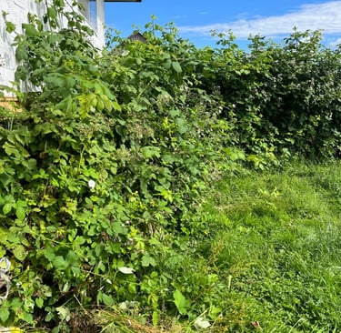 blackberries growing into and against a house
