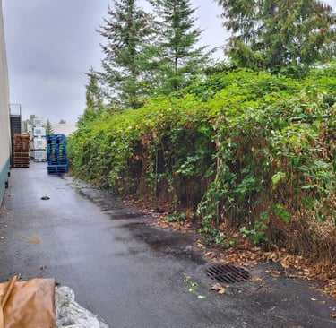 Overgrown blackberry bushes over a fence.