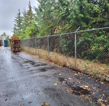 Blackberry bush removal after