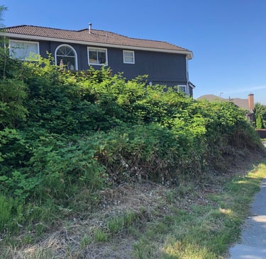 blackberry bushes cleared from a sidewalk