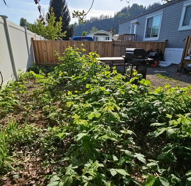 a backyard where blackberries are starting to be overgrown by a fence