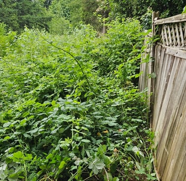 a wooden fence with blackberries growing over it.