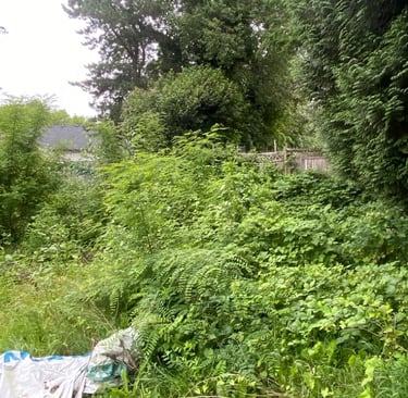 overgrown bushes and blackberries with trees