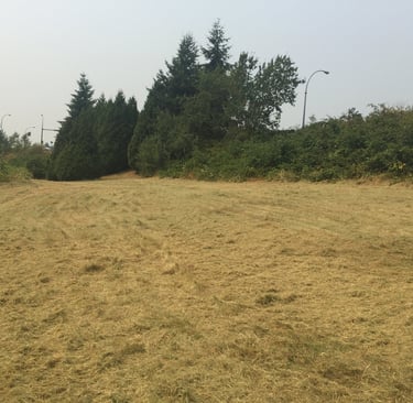 a cleared field with trees and blackberry bushes at the border