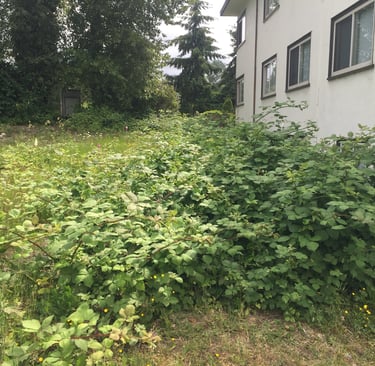 picture of overgrown blackberry bushes in a yard beside a house 