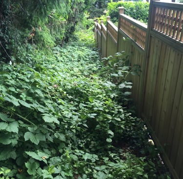 picture of blackberry bushes growing into a wooden fence