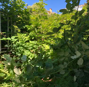 Blackberry removal beforer pic completed in Port Coquitlam