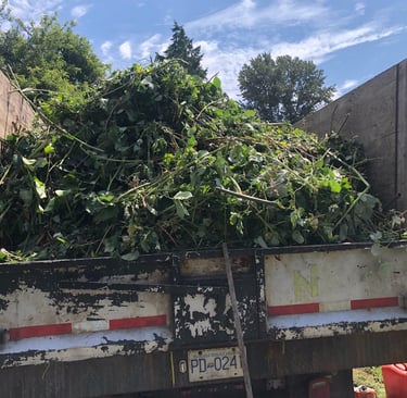 a picture of the back of a truck box full of blackberry cuttings