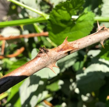 Sharp thornes on a blackberry bush