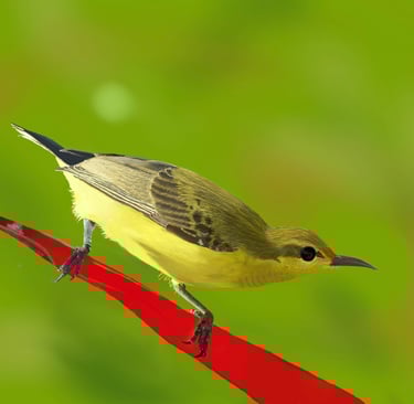 Female Olive-backed Sunbird perched on a leaf