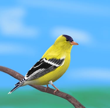 American male goldfinch