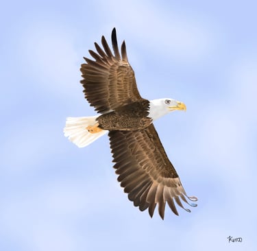 Bald Eagle in flight
