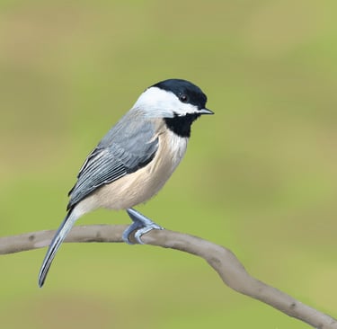 Black-Capped Chichadee perched on a tree branch
