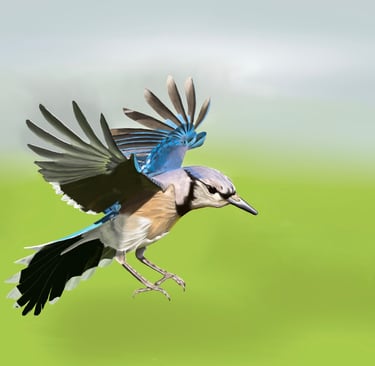 Blue Jay in Flight